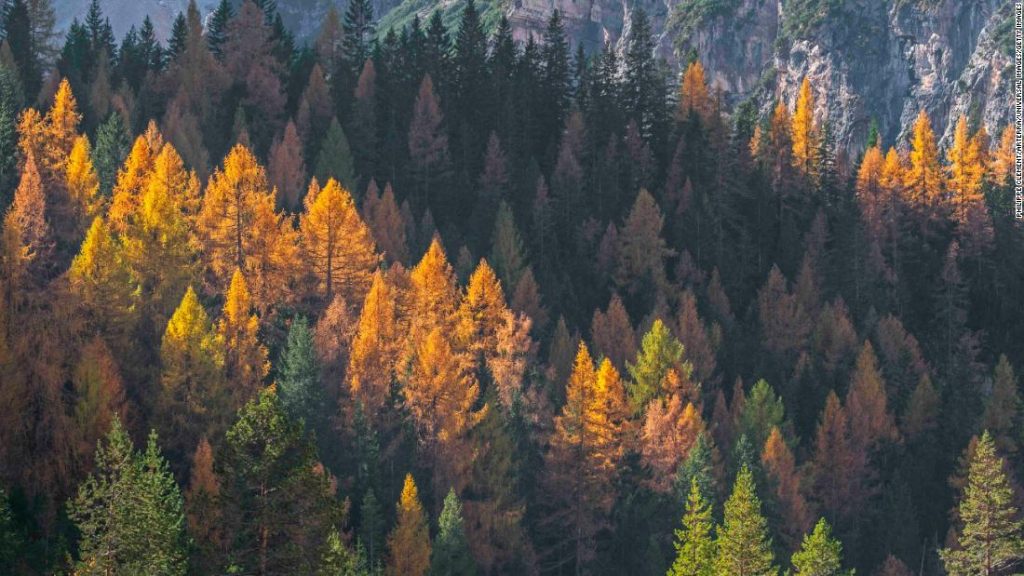 trees-lose-their-leaves-early-due-to-climate-change