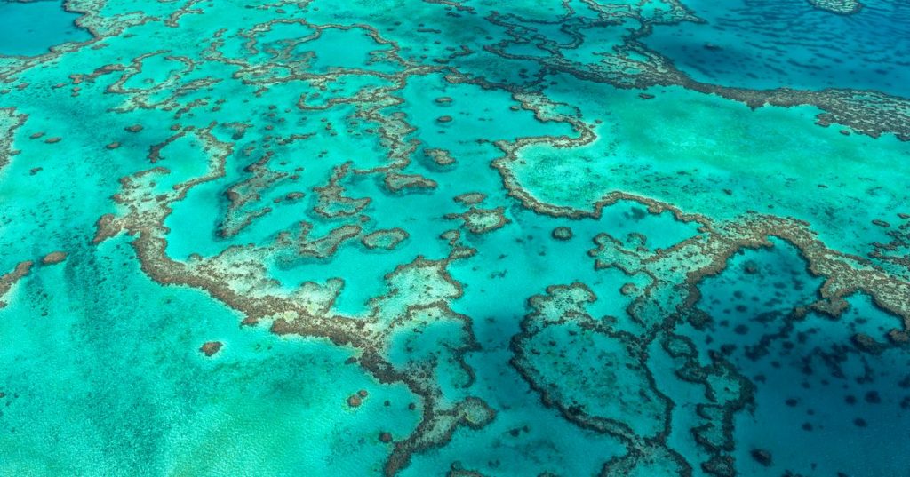 Research shows that only 2% of the Great Barrier Reef survived coral ...