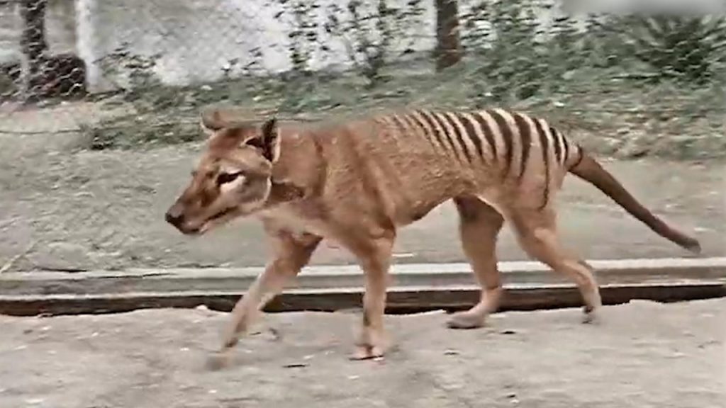 Scientists Want To Bring Extinct Tasmanian Tiger Back To Life After 90 ...